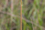 Variableleaf sunflower